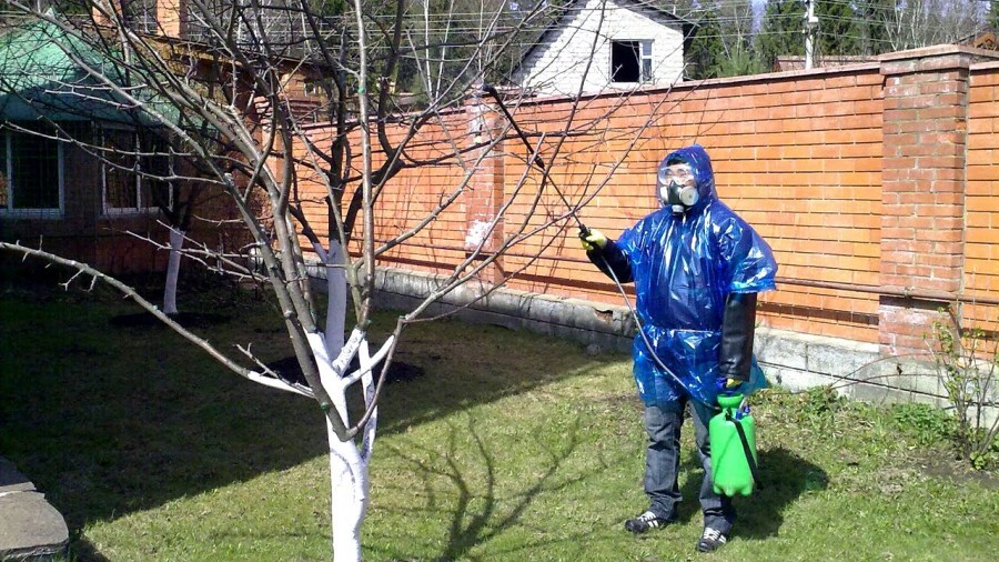опрыскивание деревьев от вредителей
